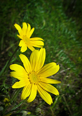 Yellow Flowers