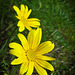 Yellow Flowers