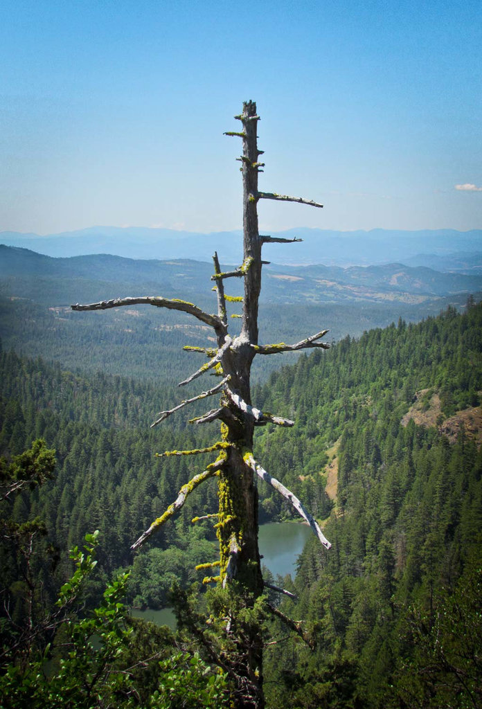 Mossy Tree with Lost Lake