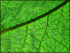 Glowing Green Leaf Abstract