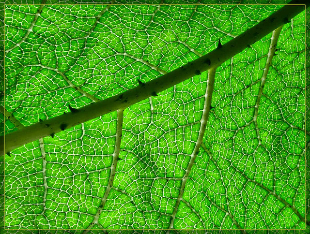 Glowing Green Leaf Abstract