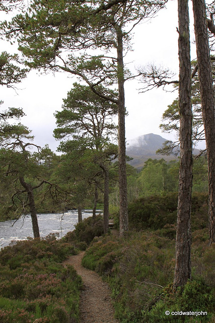 Glen Affric #11