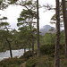 Glen Affric #11