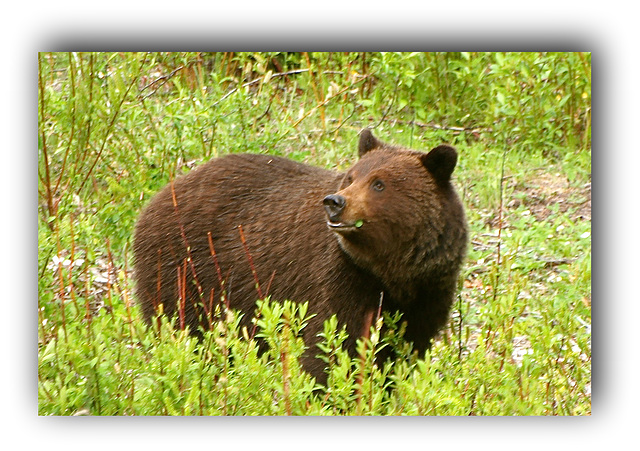 Near Jasper, Alberta