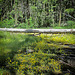 Seep-Spring Monkeyflowers and Log