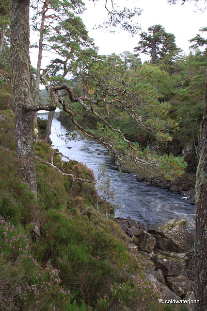 Glen Affric #10