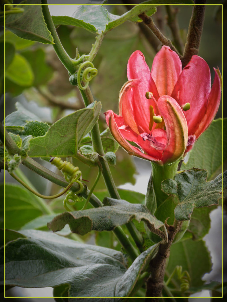 Climbing Pink Flower