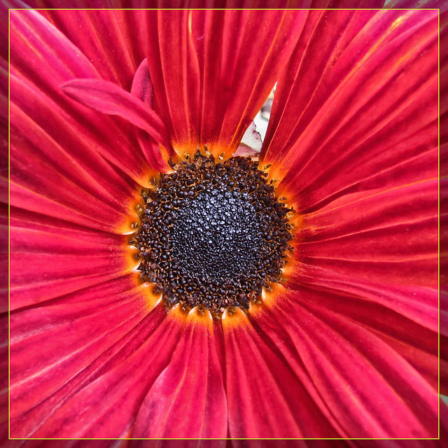 Heart of a Gerbera Daisy