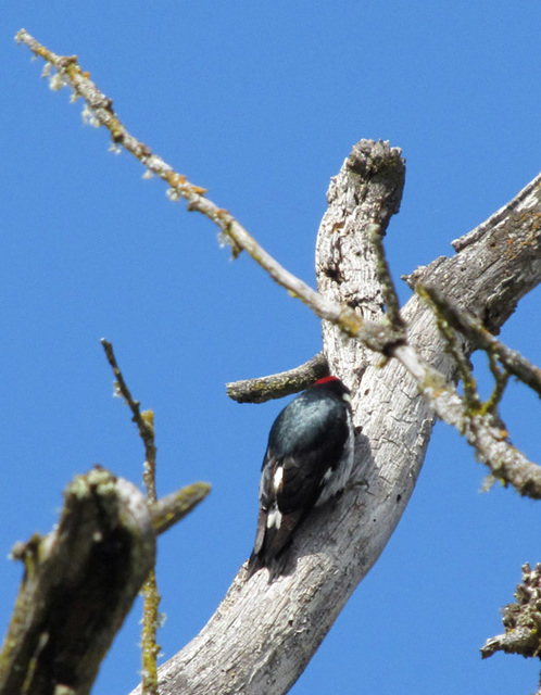 Acorn Woodpecker