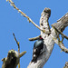 Acorn Woodpecker