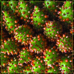 Alien Berries Abstract