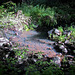 Pool along the Lost Falls Trail