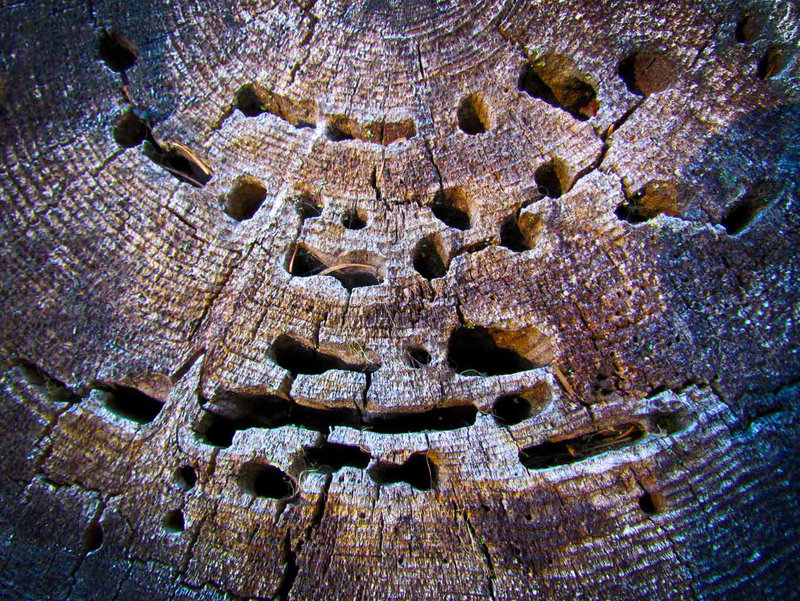 Log Texture