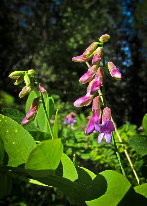 Wild Peavine