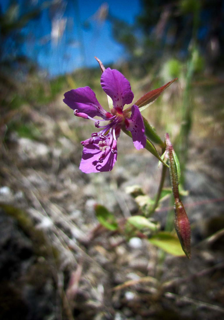 Purple Flower