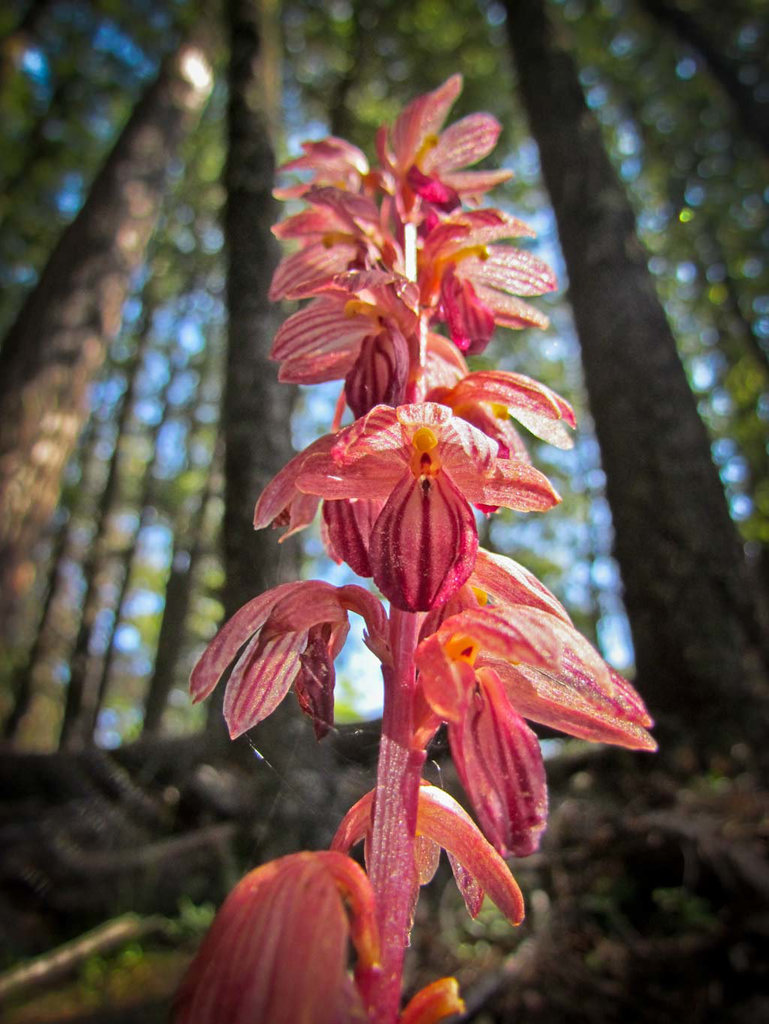 Striped Coralroot Orchid, Corallorhiza striata