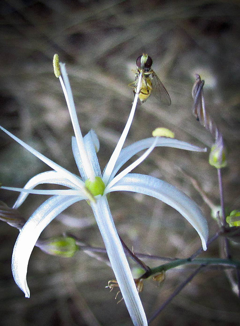 Fly on White Flower