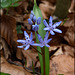 Frühblüher aus dem Waldpark - Zweiblättriger Blaustern