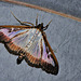 9 octobre 2011 - papillon de nuit 007 (2)