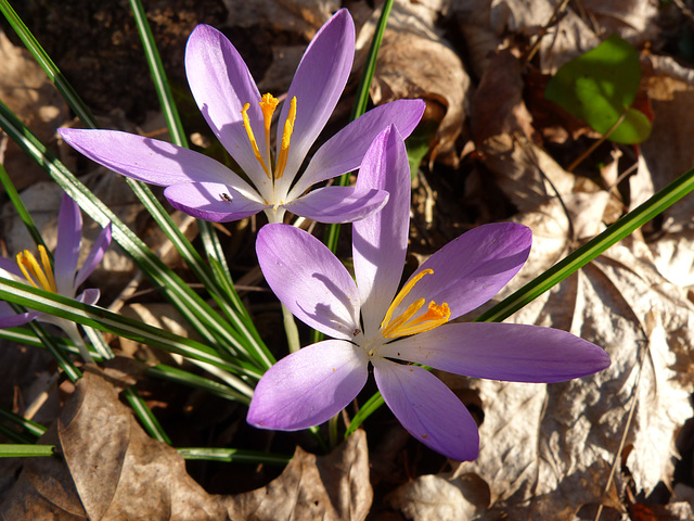 Wilde Krokus