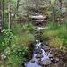 Glen Affric #6