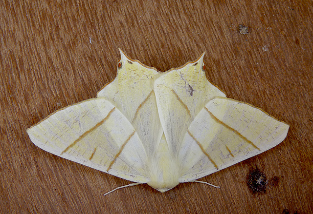 Swallow-tailed Moth