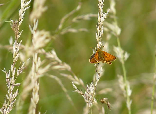 Small Skipper