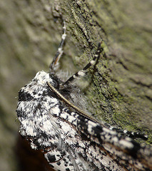 Peppered Moth -Face