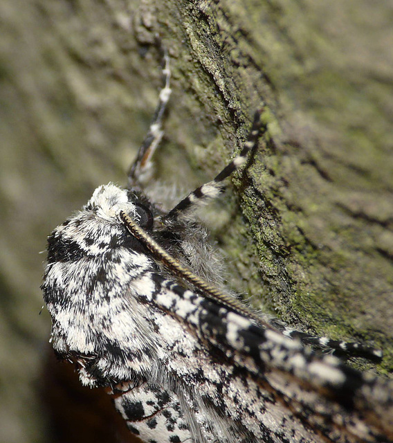 Peppered Moth -Face