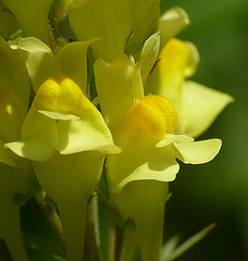 Common Toadflax