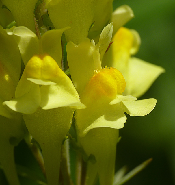 Common Toadflax