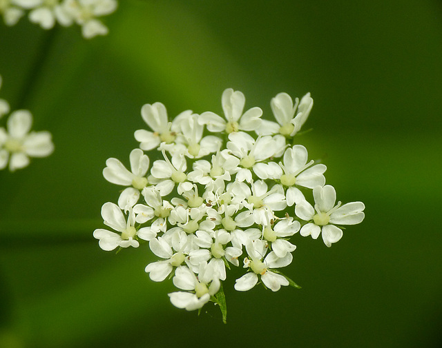 Fine-leaved Water Dropwort