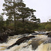 Glen Affric #4