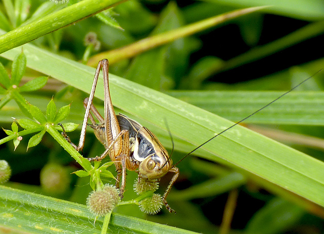 Roesel's Bush Cricket