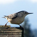 White-Breasted Nuthatch on Bird Feeder