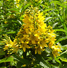 Yellow Loosestrife