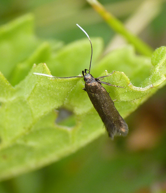 Coleophora paripennella