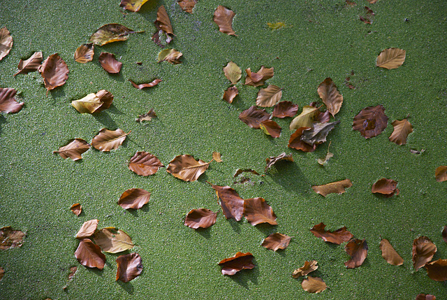 ... das ging in die Grütze / green carpet