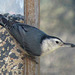 White-Breasted Nuthatch with Black Oil Sunflower Seed