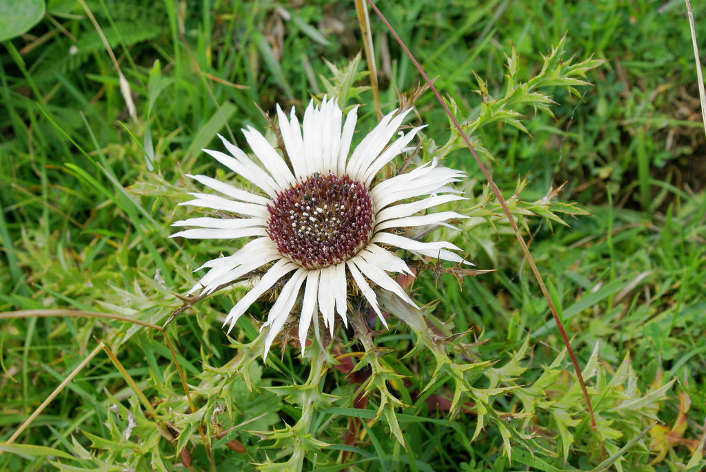 A young silver thistle... ©UdoSm