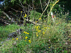 Dandelions and branches