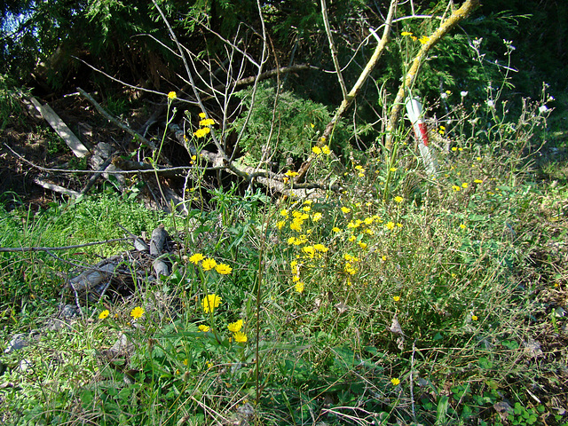 Dandelions and branches