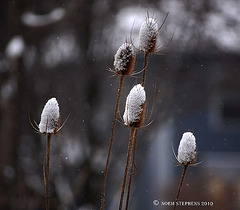 Snow Teasle