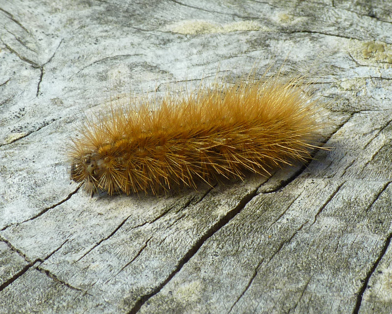 Ruby Tiger Caterpillar