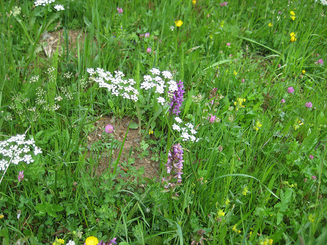 Wiesenstück mit Knabenkraut