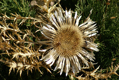 An older silver thistle... ©UdoSm