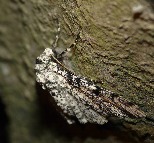 Peppered Moth -Side