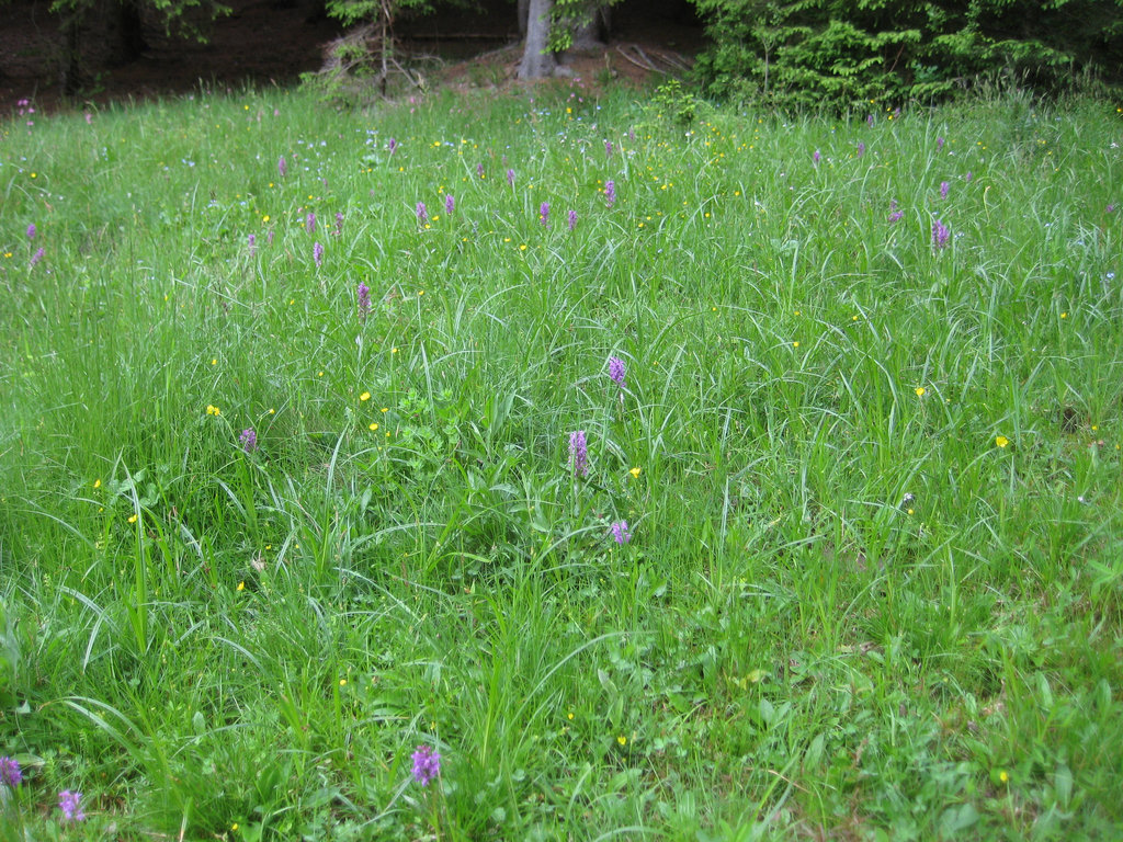 Knabenkrautwiese (Orchis)