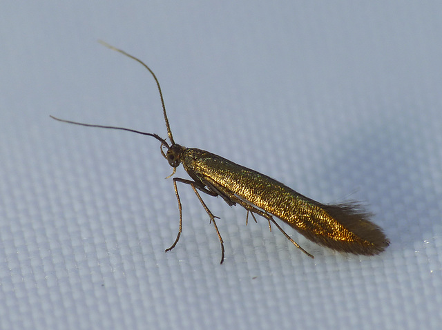 Coleophora sp.