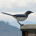 Scrub Jay